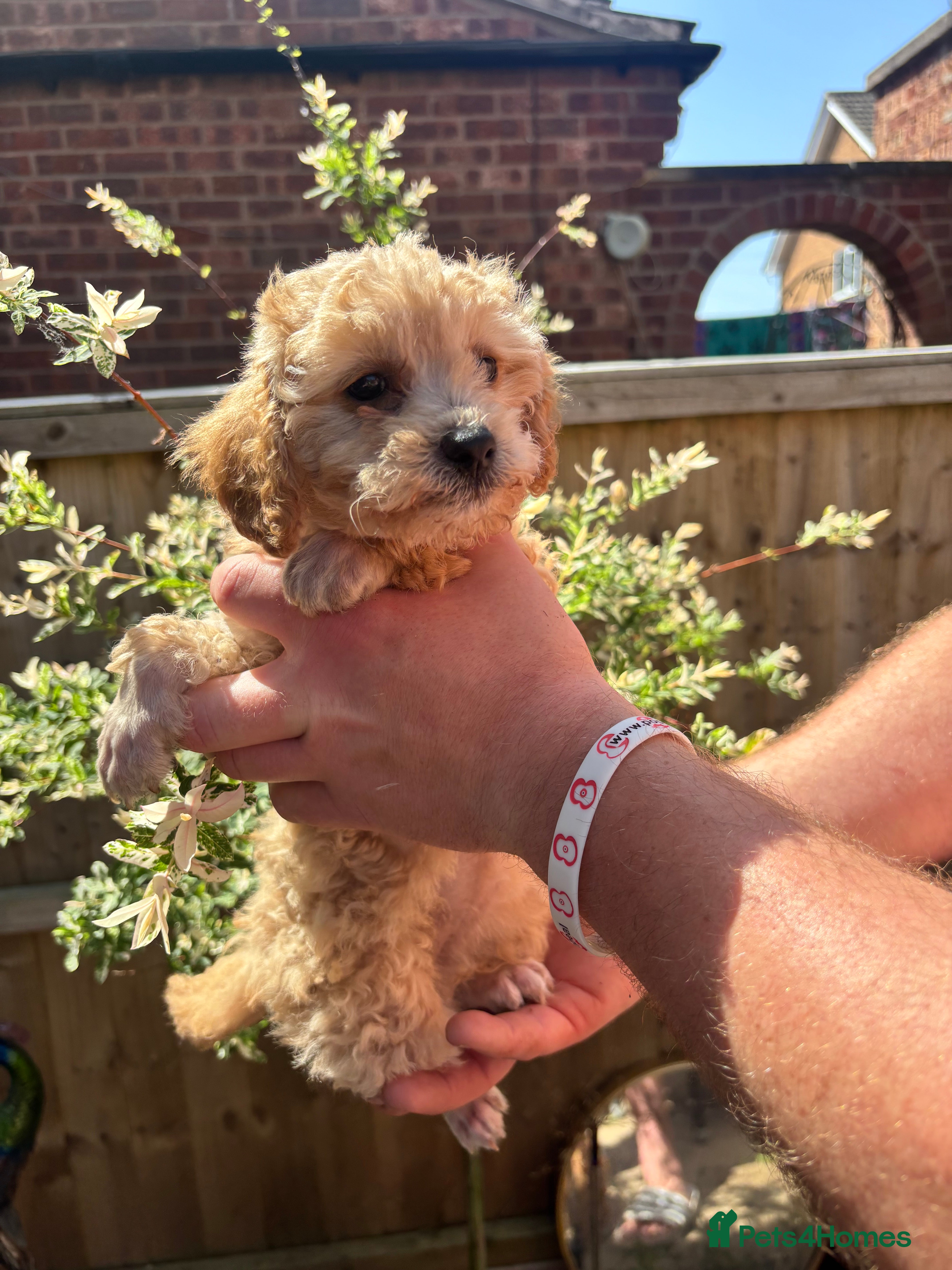 Toy Poodle dogs for sale: Litter of 2 beautiful Apricot girls  - Advert 10