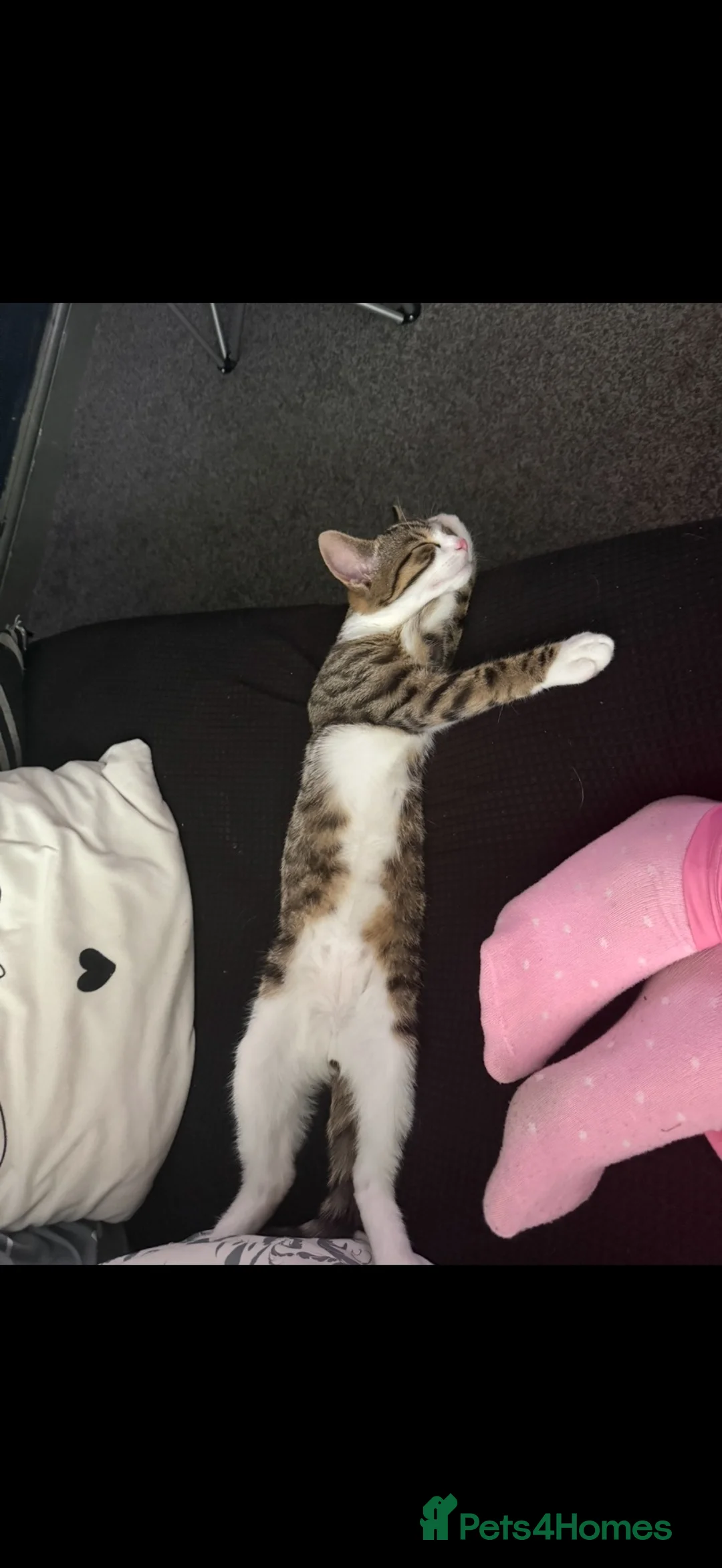 Mixed Breed cats for sale: Bengal x Tabby - Advert 2