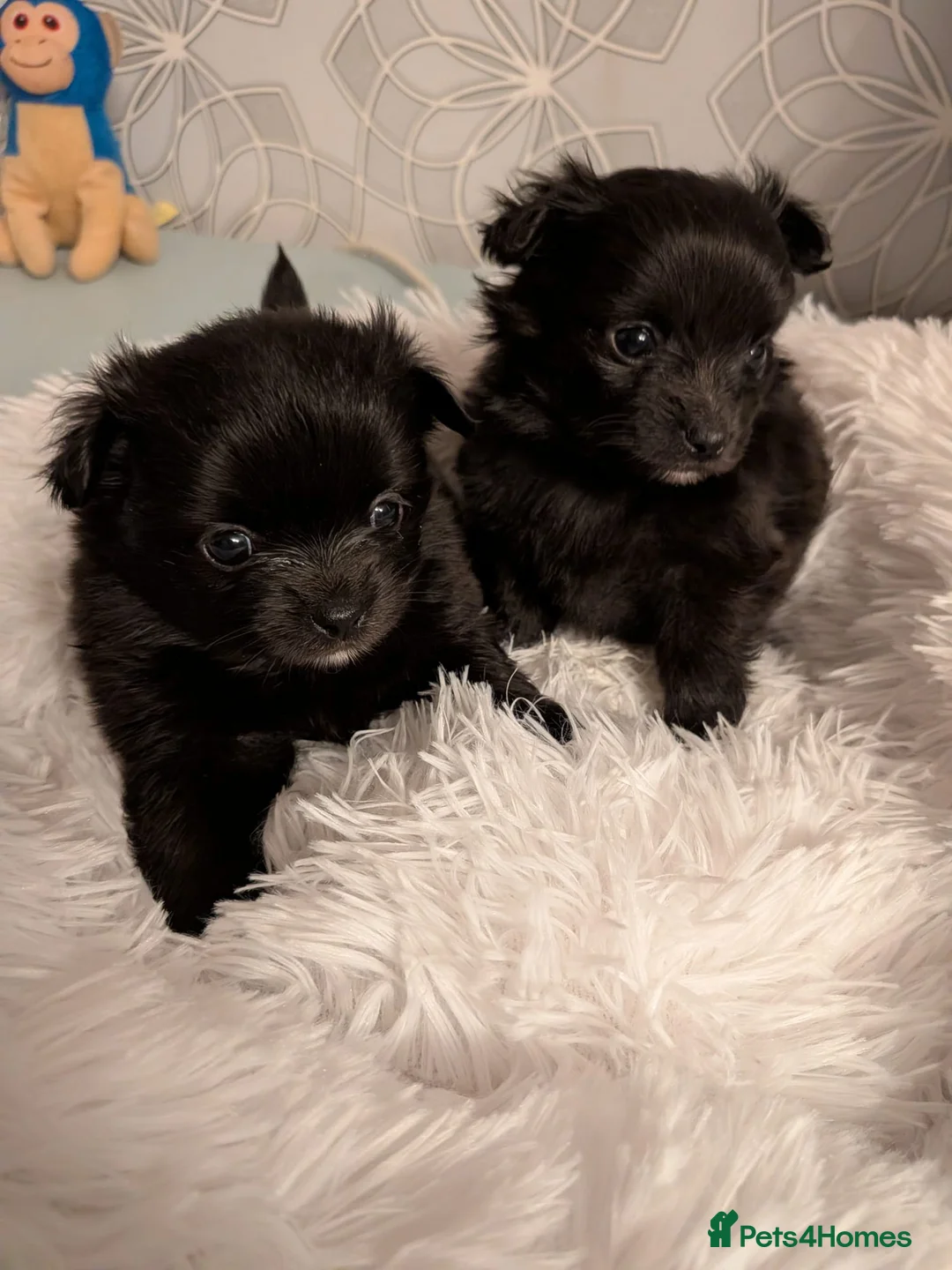 Pomchi dogs for sale: Beautiful Pomchi Puppies Loving 🏠 Reared Litters - Advert 13