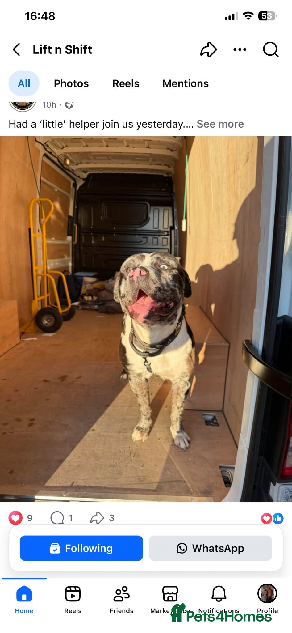 Mixed Breed dogs Tri-Coloured Male Mastiff - Advert 15