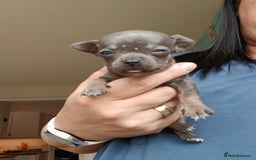Chihuahua dogs for sale: 4 beautiful merle chihuahuas - Image 4