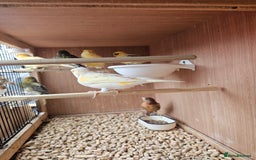 Canaries birds for sale: Canarys  - Image 2