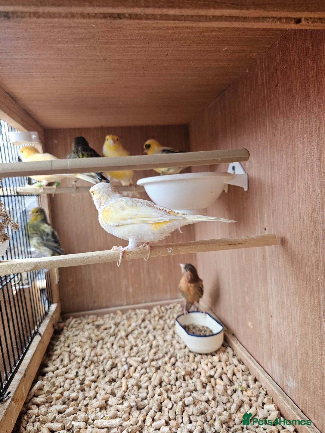 Canaries birds for sale: Canarys  - Image 2