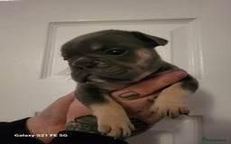 Mixed Breed dogs for sale: French bulldog puppys - Advert 5