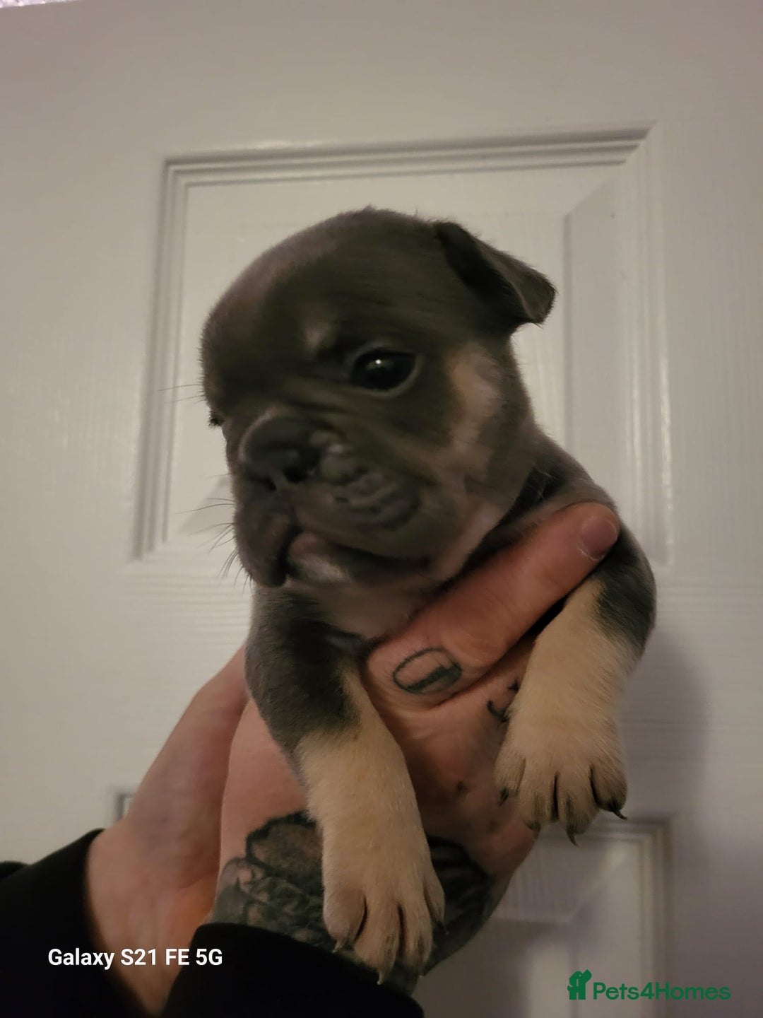 Mixed Breed dogs for sale: French bulldog puppys - Advert 5