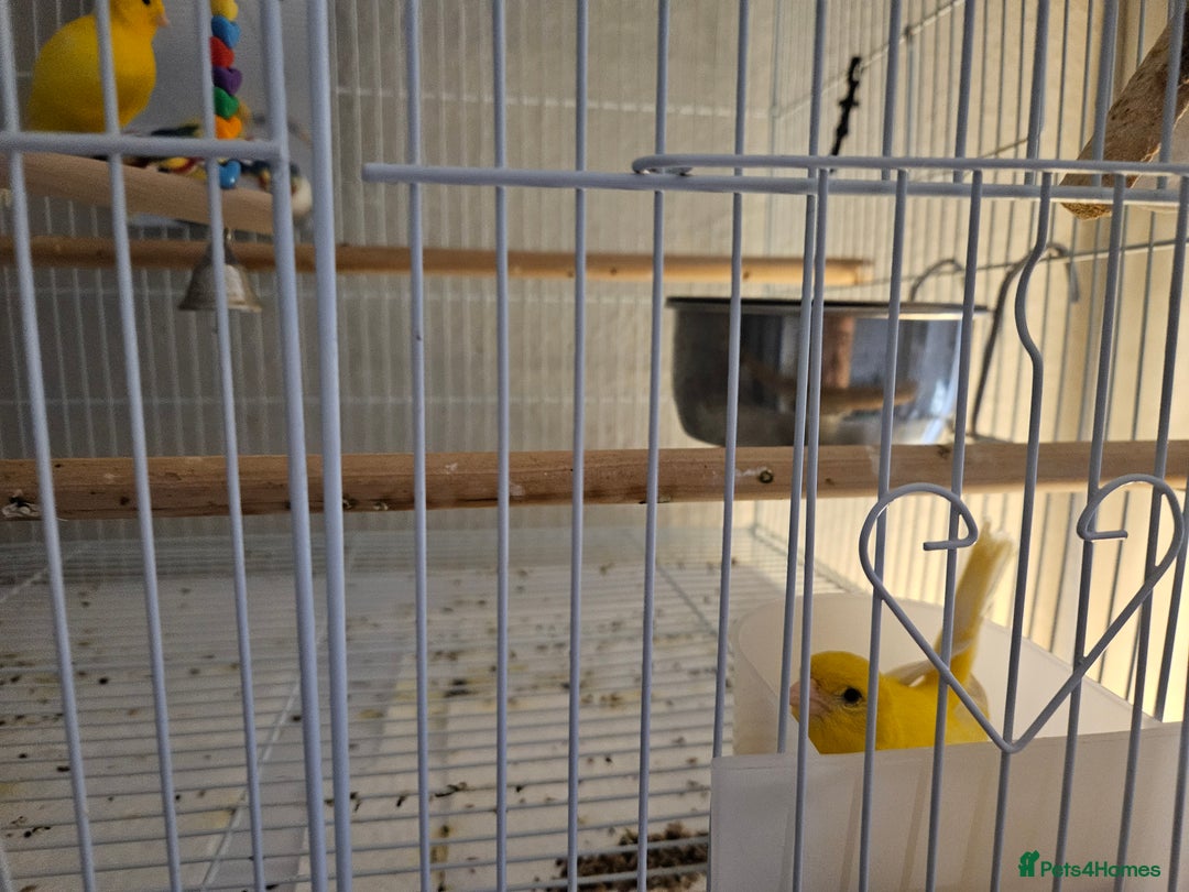 Canaries birds for sale: Pair of canaries  - Advert 2