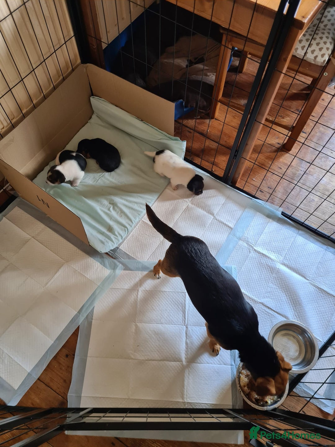 Jack Russell dogs for sale: Jack Russell Terriers  - Image 2