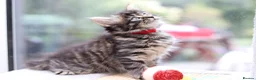 Mixed Breed cats for sale: Tabby Kittens Ready Soon - Advert 25