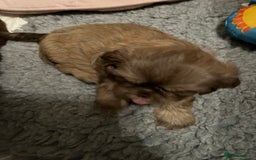 Shih Tzu dogs for sale: Adorable Shih Tzu puppies  - Image 26