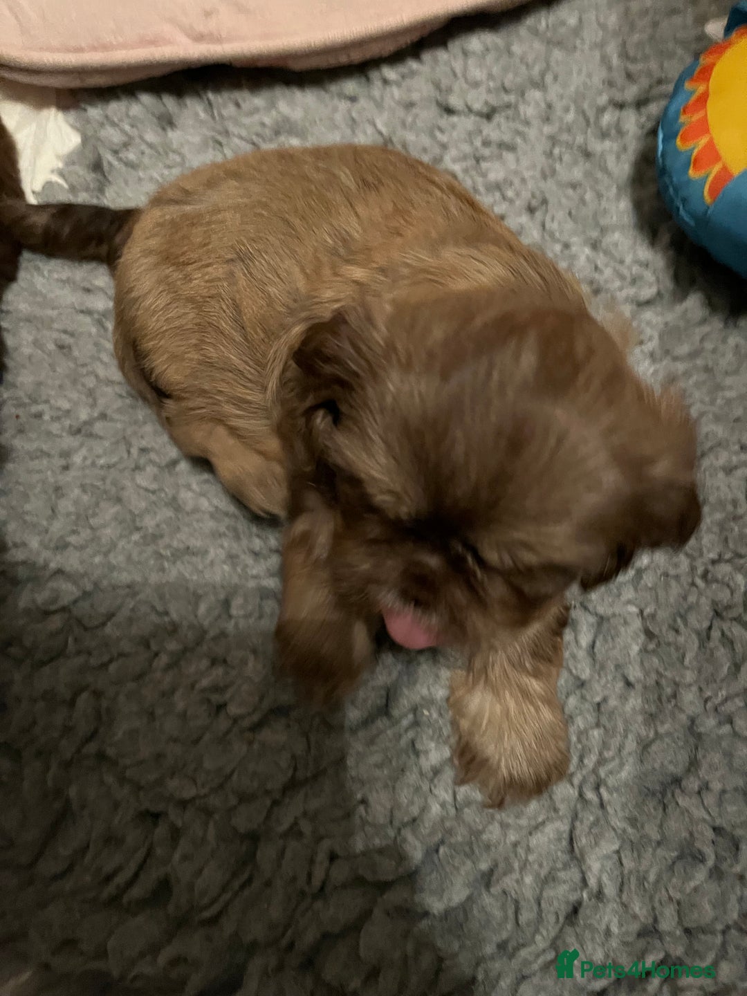 Shih Tzu dogs for sale: Adorable Shih Tzu puppies  - Image 26