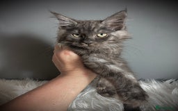 Maine Coon cats for sale: TICA Registered Black Smoke Male / Silver Male  - Image 6