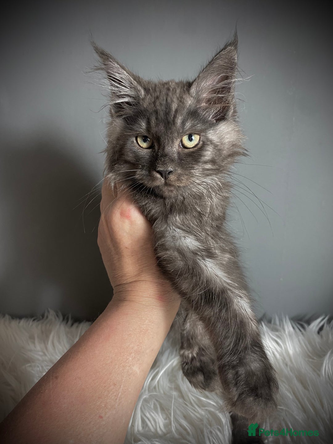 Maine Coon cats for sale: TICA Registered Black Smoke Male / Silver Male  - Image 6