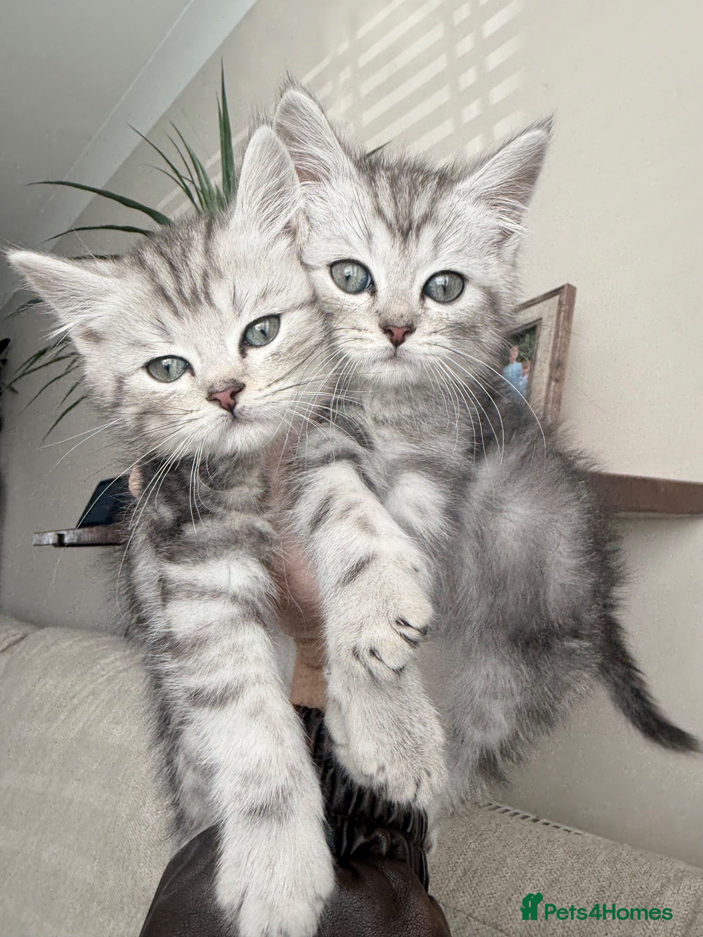 Persian cats for sale: Ready now-2boys left-Persian x Maine coon kittens  - Advert 2
