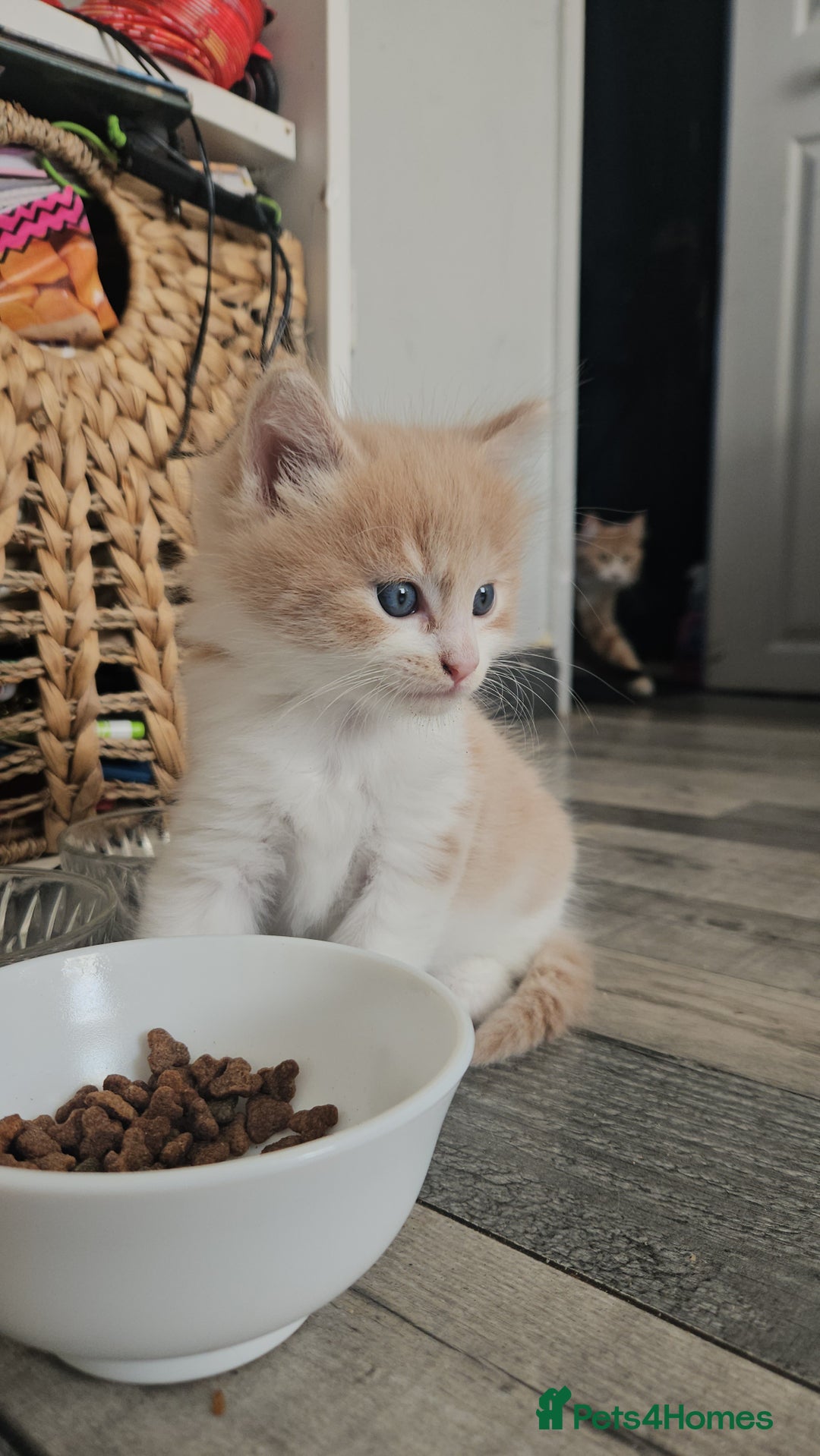 Mixed Breed cats for sale: Cute playful kittens  - Advert 15