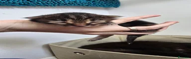 White Feet & Tipped Tail
