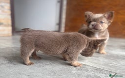 French Bulldog dogs for sale: Fluffy French Bulldogs/DNA Tested Parents  - Image 13
