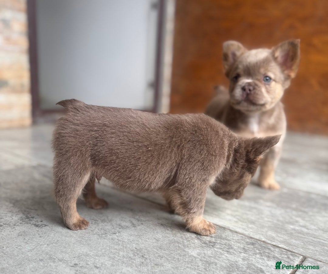 French Bulldog dogs for sale: Fluffy French Bulldogs/DNA Tested Parents  - Image 13