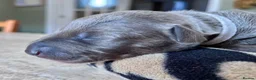 Whippet dogs for sale: KC Reg blue whippet puppies in Ledbury - Advert 32