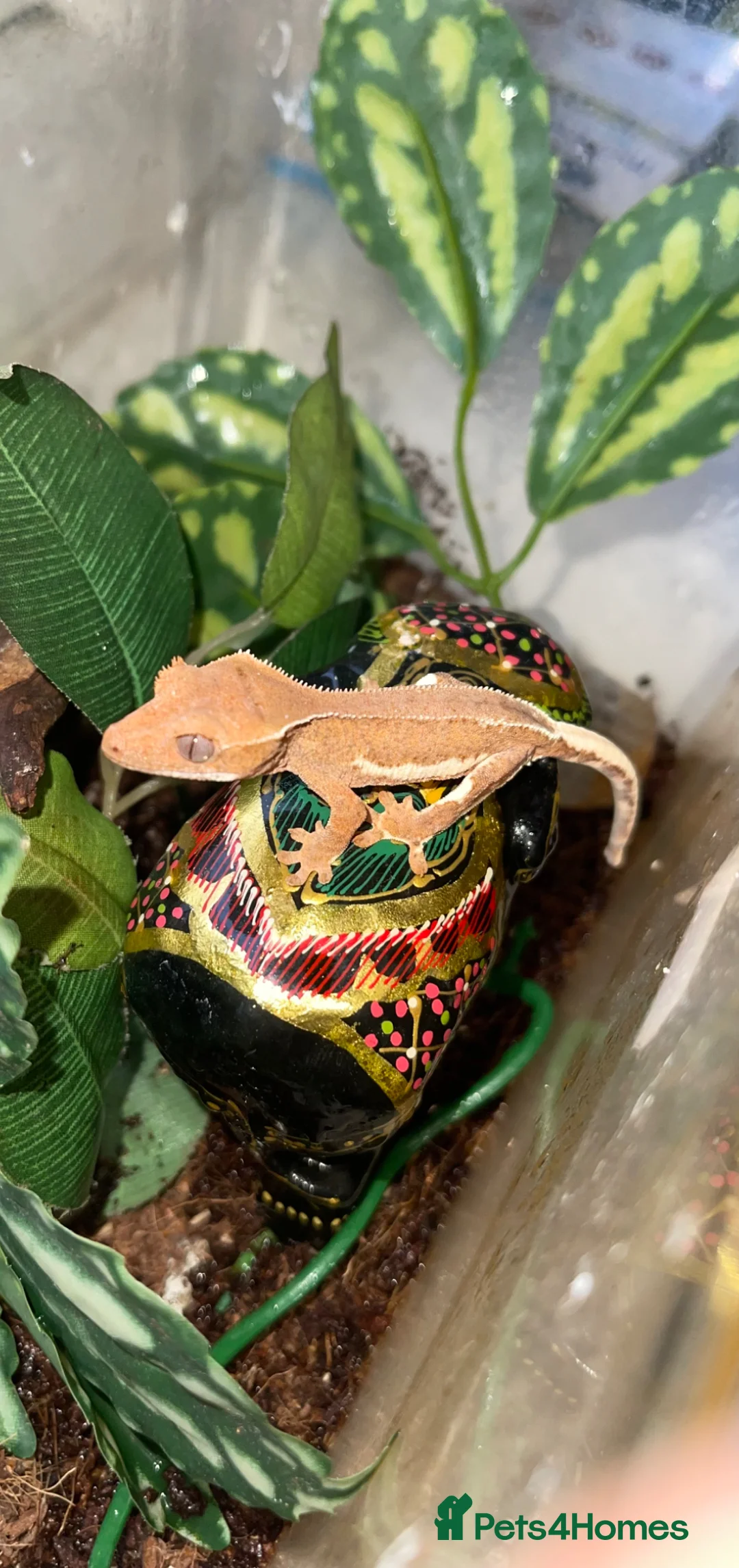 Gecko reptiles for sale: Crested gecko babies  - Advert 1