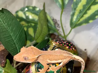Gecko reptiles Crested gecko babies - Advert 9