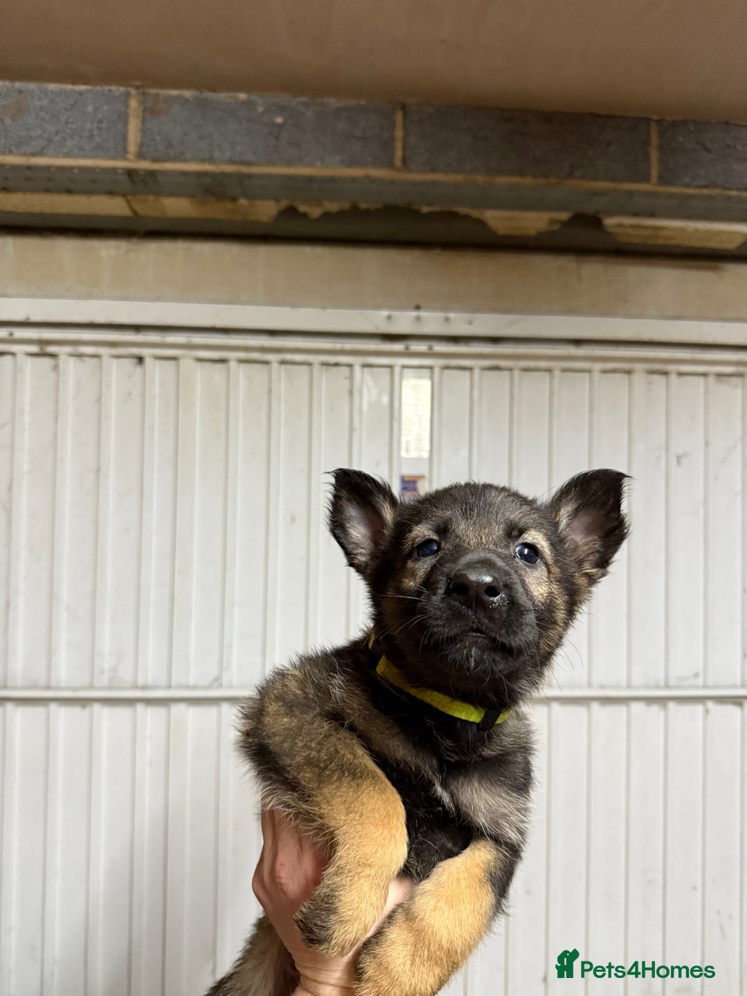 German Shepherd dogs for sale: German shepherd pups  - Advert 12