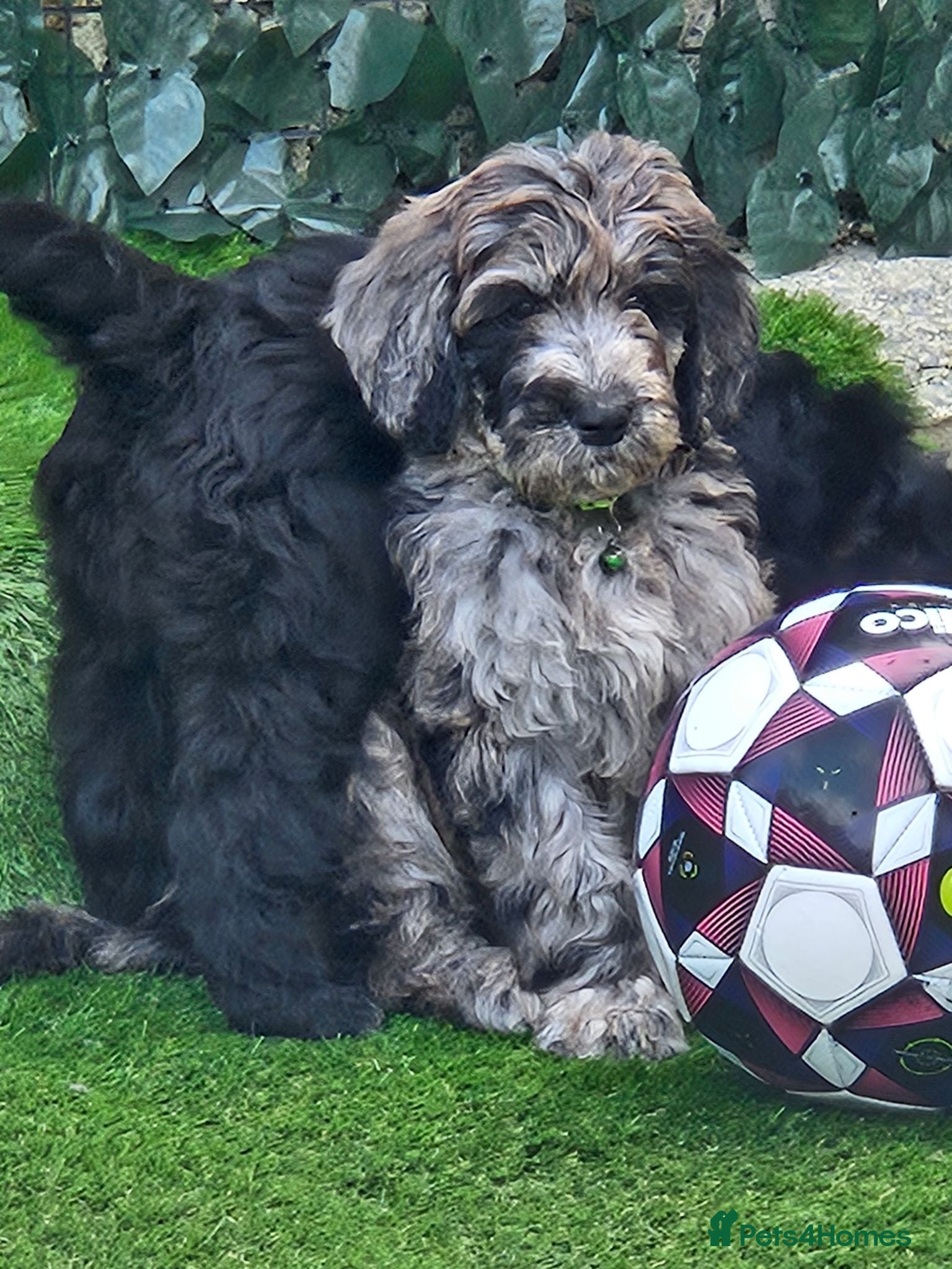 Goldendoodle dogs Beautiful f1 Goldendoodles  - Advert 10