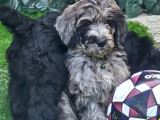 Goldendoodle dogs Beautiful f1 Goldendoodles - Advert 10