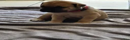 Bullmastiff dogs for sale: Bullmastif mastiff female puppies  in Aberdare - Advert 3