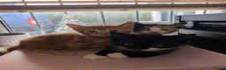 Mixed Breed cats for sale: 5 kittens looking for new homes - Advert 15