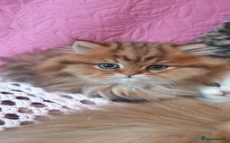 Persian cats for sale: 💖Beautiful Pedigree Chinchilla Persian Kittens. - Advert 8