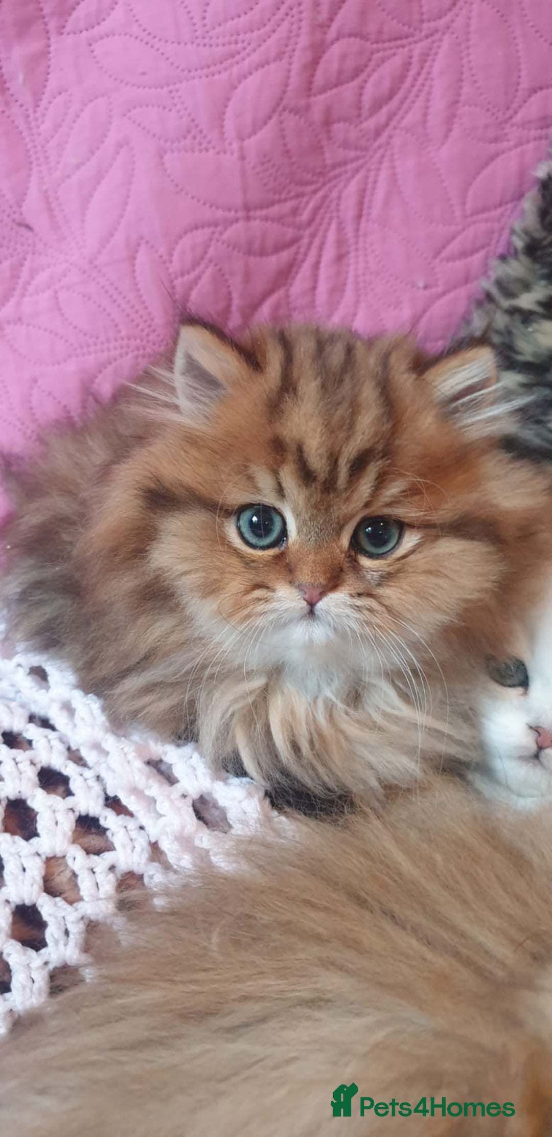 Persian cats for sale: 💖Beautiful Pedigree Chinchilla Persian Kittens. - Advert 8