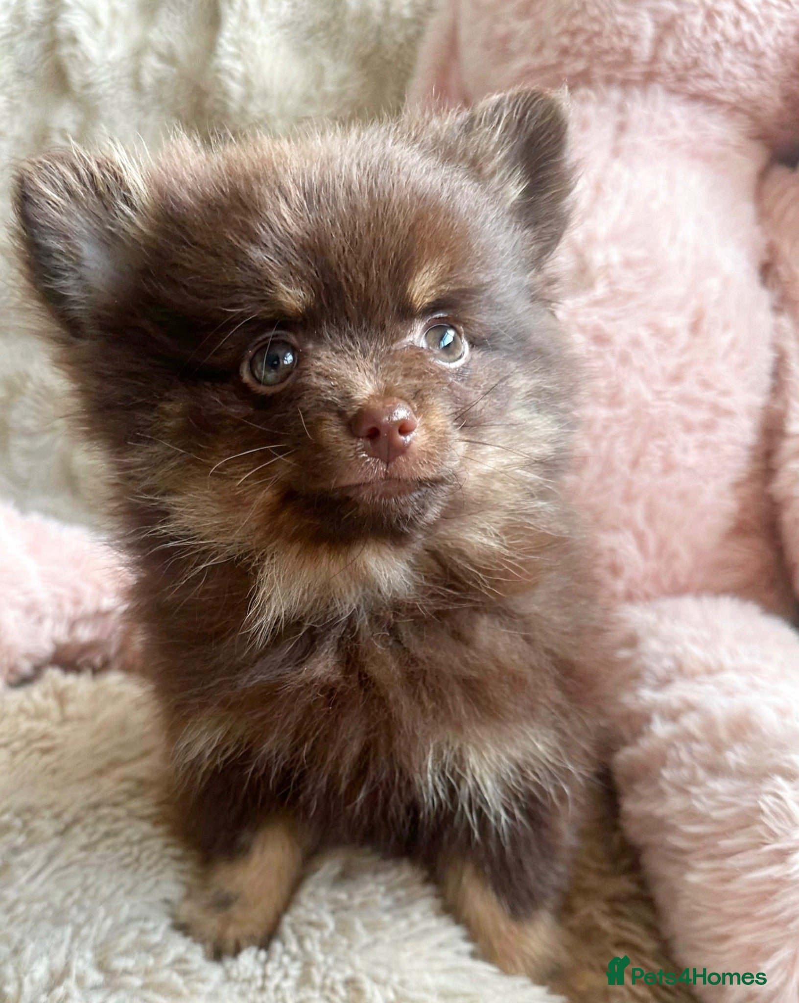 Pomchi dogs 💖Beautiful fluffy Pomchi 💖 - Advert 2