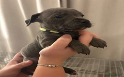 Staffordshire Bull Terrier dogs for sale: Stunning pure blue staffies - Image 2