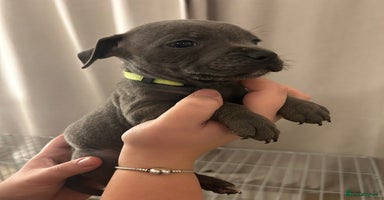 Staffordshire Bull Terrier dogs - Advert 6