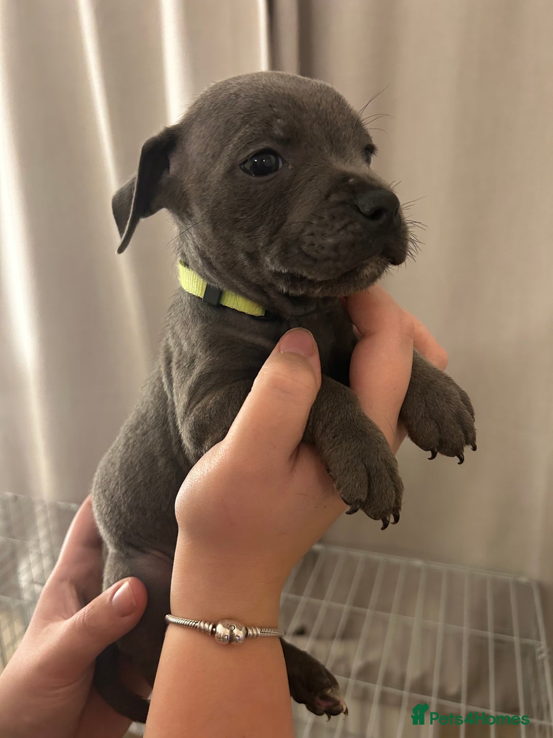 Staffordshire Bull Terrier dogs for sale: Stunning pure blue staffies - Image 2