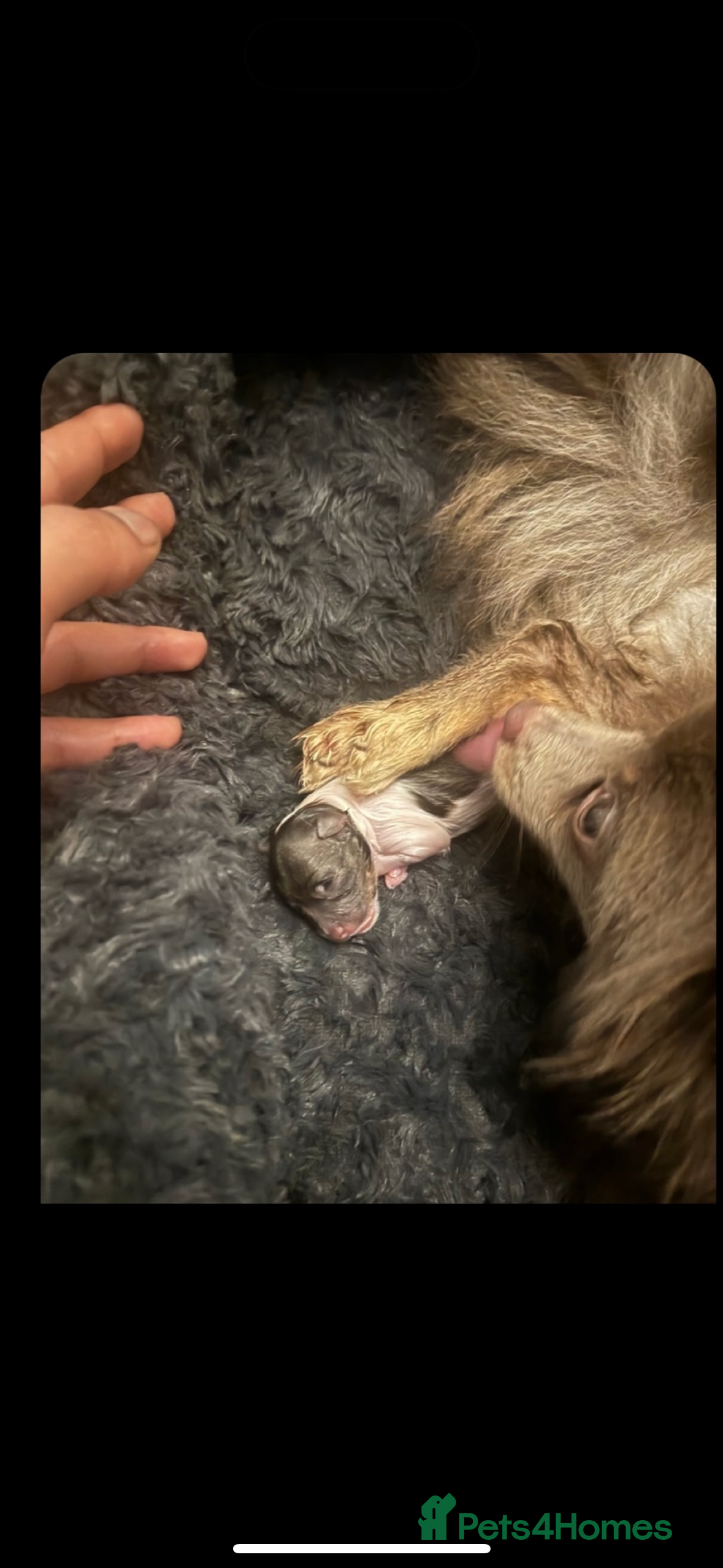 Pomeranian dogs Pomeranian for safe - Advert 13