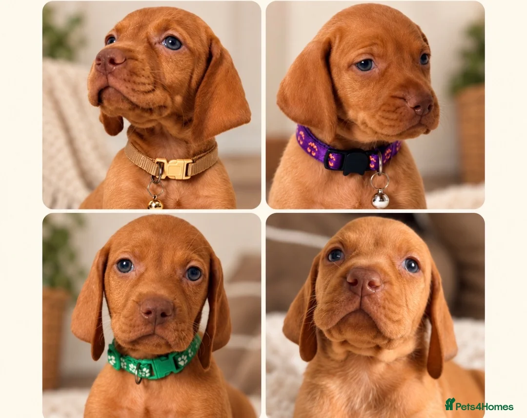 Hungarian Vizsla dogs for sale: Little Hungarians, Big ♥️ RKC Vizsla Puppies - Advert 1