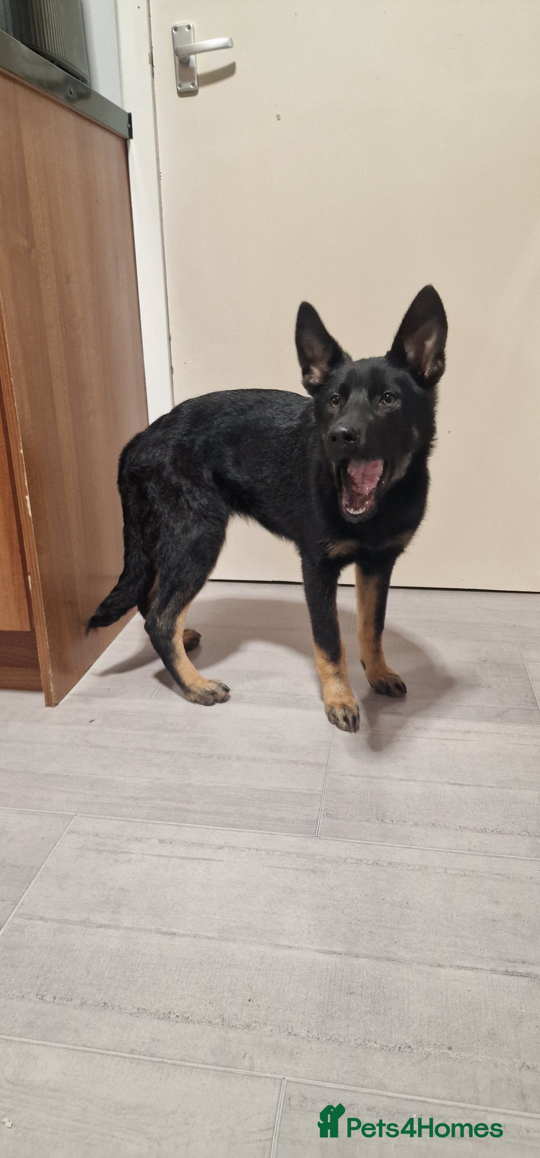 German Shepherd dogs for sale: German shepherd puppies - Advert 1