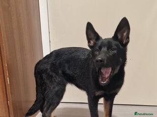 German Shepherd dogs German shepherd puppies - Advert 5