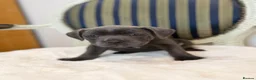 Staffordshire Bull Terrier dogs for sale: Premium RKC Staffordshire Bull Terrier Puppies 3 in Peterborough - Advert 14