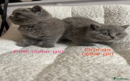 British Shorthair cats for sale: 4 purebred British shorthair kittens  - Image 7