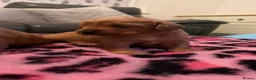Mixed Breed dogs for sale: Cavador puppies 🩵❤️ in Stoke-on-Trent - Advert 3