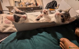 British Shorthair cats for sale: Kittens for Sale  - Image 6