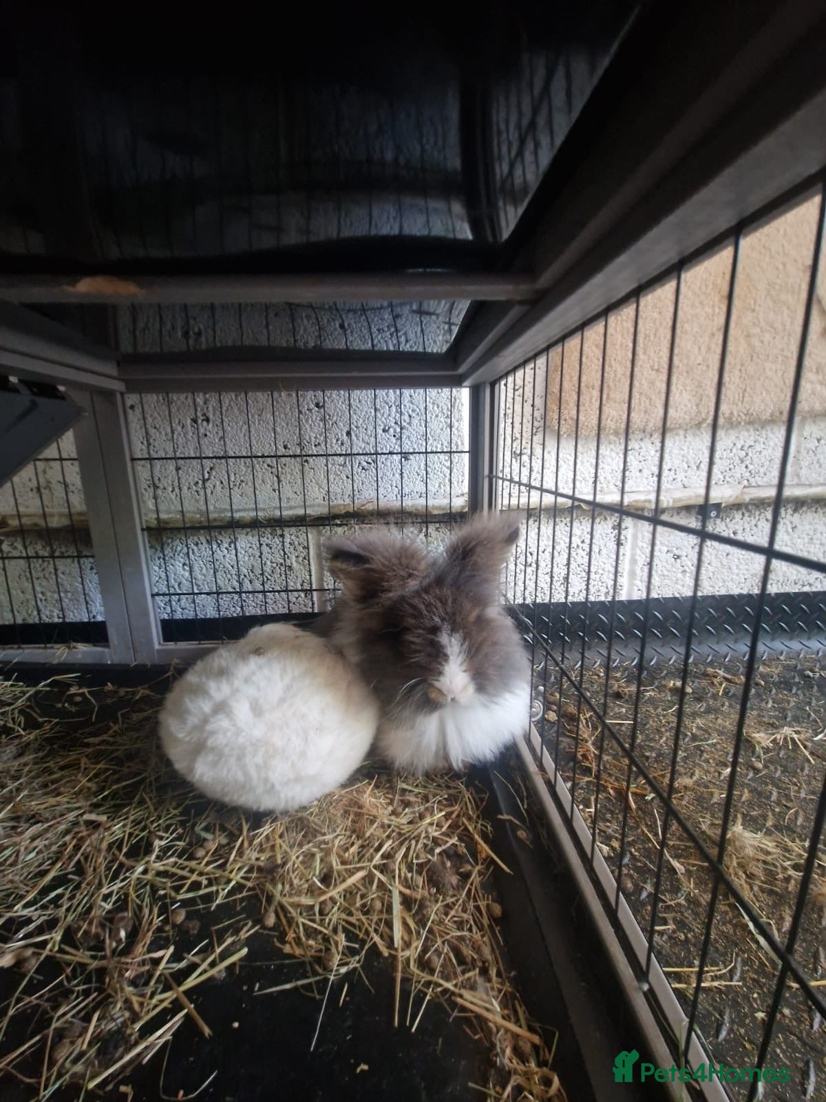 Angora rabbits for sale: Angora teddy widder  - Advert 1