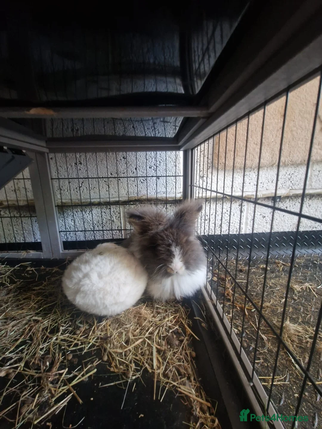 Angora rabbits for sale: Angora teddy widder  in Keston - Advert 1