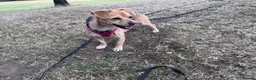 Mixed Breed dogs for adoption: Libby 🩷 - Advert 5