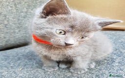 Mixed Breed cats for sale: Grey kittens  - Image 6