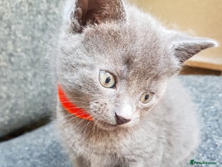 Mixed Breed cats - Advert 32