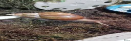 Snails invertebrates for sale: Giant African land snails  - Advert 2