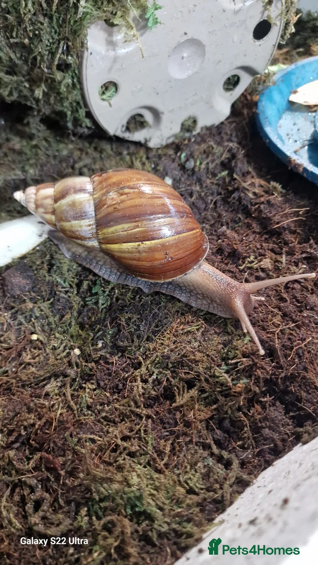 Snails invertebrates for sale: Giant African land snails  - Advert 2